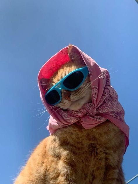 848d383c7a4d1d8dd2efe60cef05892c